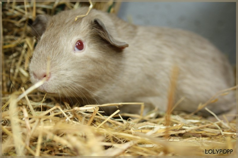 Les couleurs des cochons d