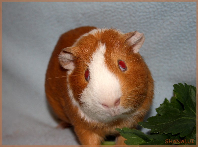 Les couleurs des cochons d