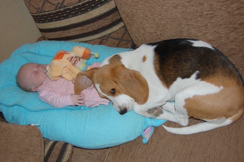 le beagle et les enfants... Lisy_211