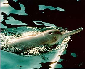 dauphin blanc Dauphi11