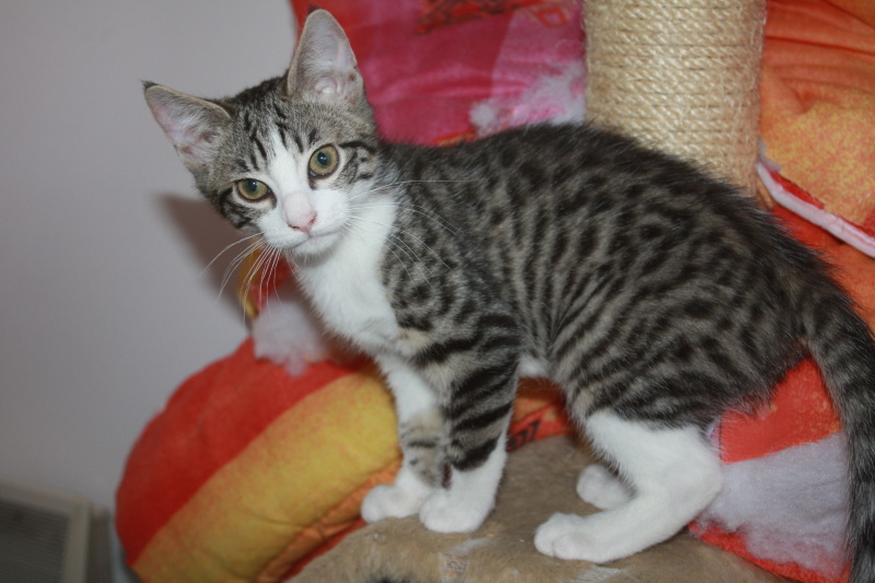 Holie chaton femelle tabby et blanche née mi mai refuge du Mordant en FA chez mo Img_5314