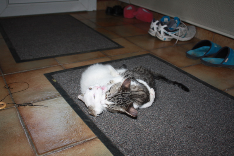 Holie chaton femelle tabby et blanche née mi mai refuge du Mordant en FA chez mo Img_5414