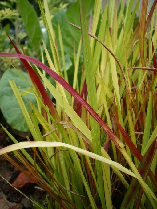 Imperata cylindrica 'Red Baron'.. Impera10