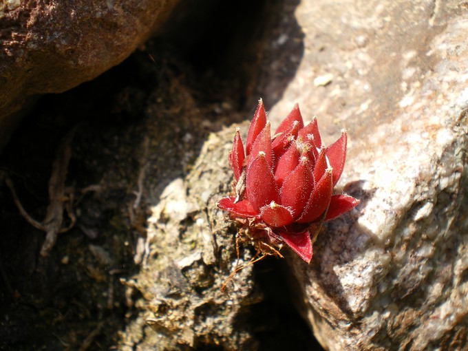 Sempervivum..? Semper10