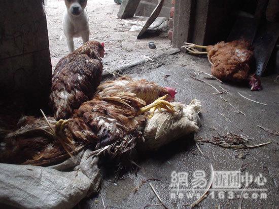 Sick & Dead Chicken Processing In China 1a20