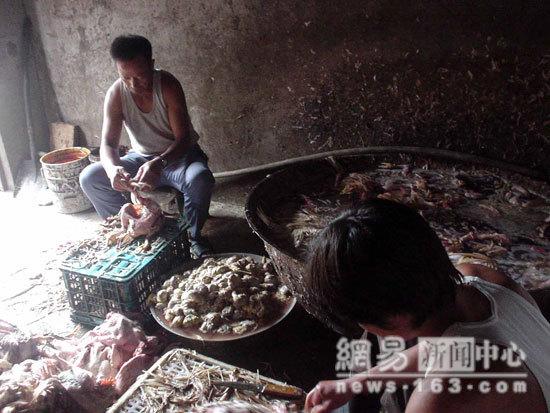 Sick & Dead Chicken Processing In China 1a21