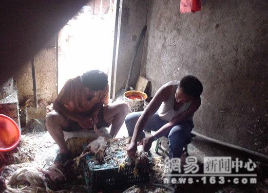 Sick & Dead Chicken Processing In China 1a22