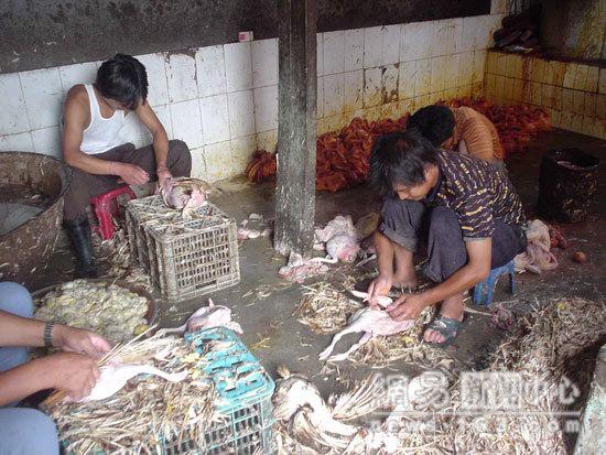 Sick & Dead Chicken Processing In China 1a23