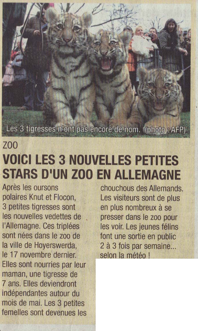 Tigres nés dans un zoo Tigres10