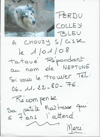 Perdu colley bleu merle (41) Val11110