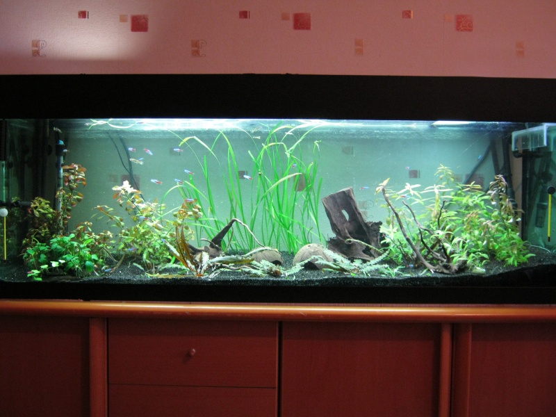 Mes aquariums.60L et 300L[Changement déco du 300L page2] Photo_10