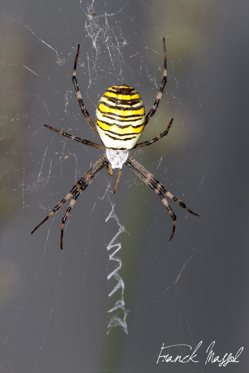 Que fait tu petite Argiope frelon ... Img_3713