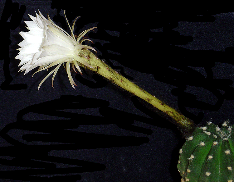 Floraison pour "9" et "53" (Echinopsis subdenudata) 53-110