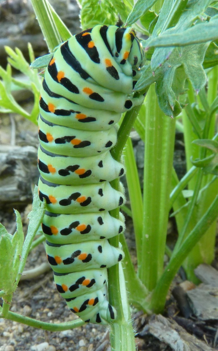 [Papilio machaon] Naissance de machaon Chenil16