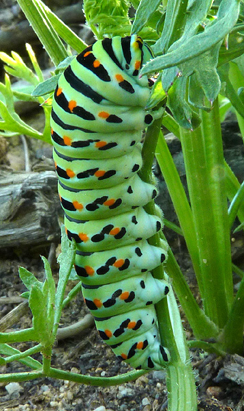 [Papilio machaon] Naissance de machaon Chenil17