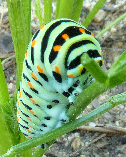 [Papilio machaon] Naissance de machaon Chenil20