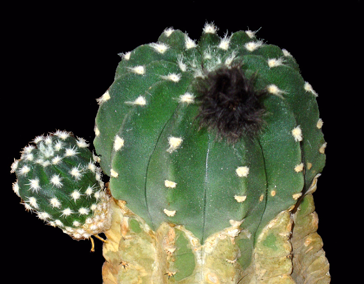 Floraison pour "9" et "53" (Echinopsis subdenudata) Echino11
