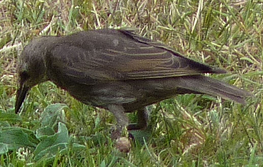 Oiseau inconnu d'Anjou P1010617
