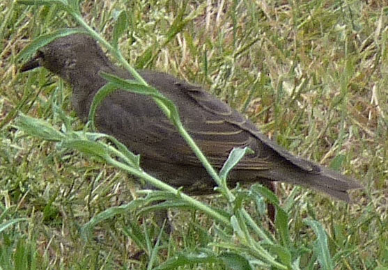 Oiseau inconnu d'Anjou P1010618