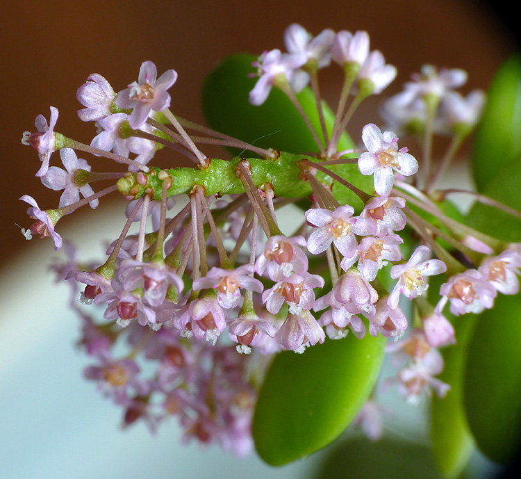 Plante en fleurs de Verso Plante11