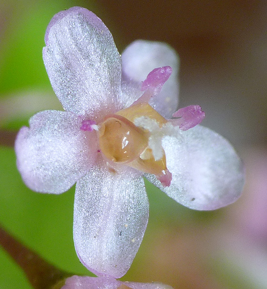 Plante en fleurs de Verso Plante13