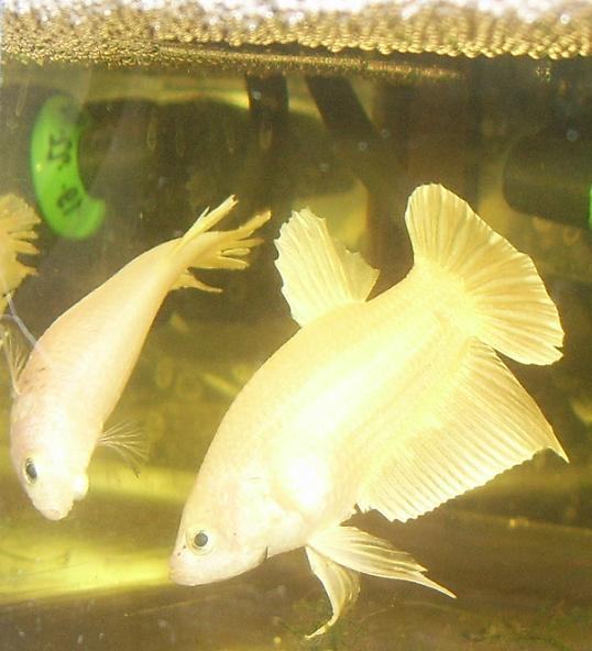 Repro PK tradi Gold (Elegantbetta) Couple10