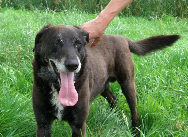 NINJA - Croisé Labrador - 11 ans - EXTREME URGENCE ! Ninja10