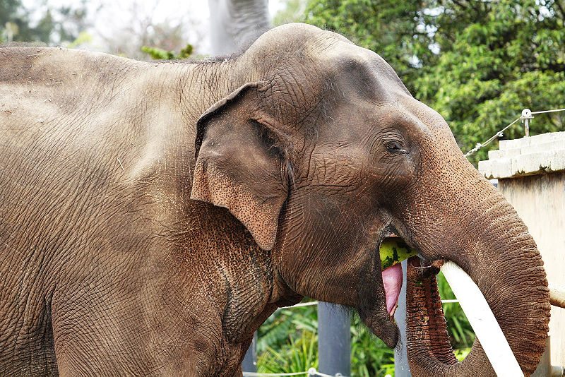 l'Éléphant