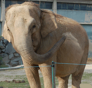 l'Éléphant Elepha10