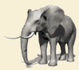 l'Éléphant Oreill10