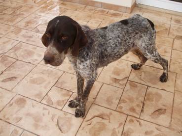 Pointer needs new home Clip_i10