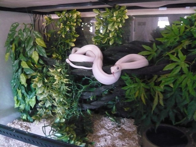 CONCOURS PHOTO: Votre reptile dans son terrarium P1030713