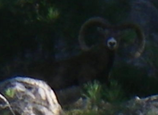 Mouflon de Corse  Mouflo10