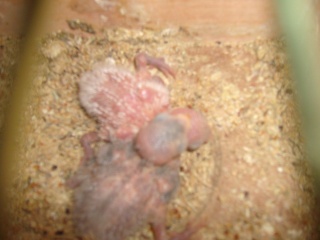 un huevo en el nido - Pgina 4 Pollit10