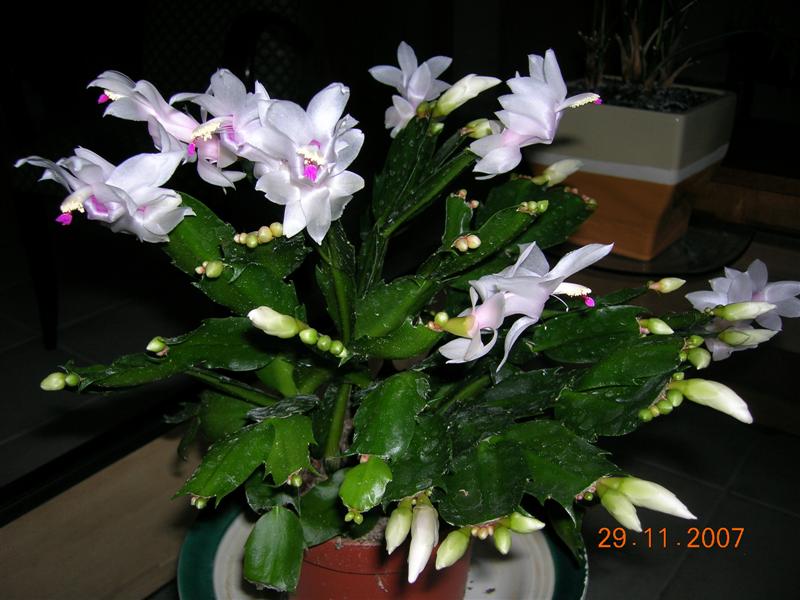 Magnifique Schlumbergera Dscn2310