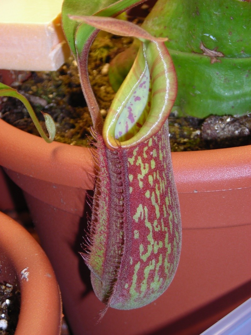 urnes juveniles de nepenthes Velvet10