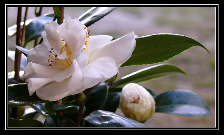 Camélia Blanc Fleur210