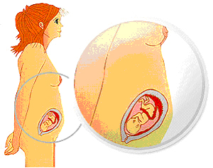 bebe - Razvoj bebe od I do XL nedelje trudnoće 410