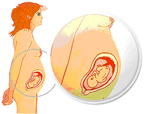 Razvoj bebe od I do XL nedelje trudnoe 510