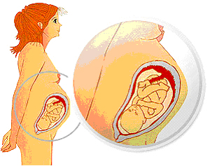 Razvoj bebe od I do XL nedelje trudnoe 710