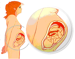 bebe - Razvoj bebe od I do XL nedelje trudnoće 910