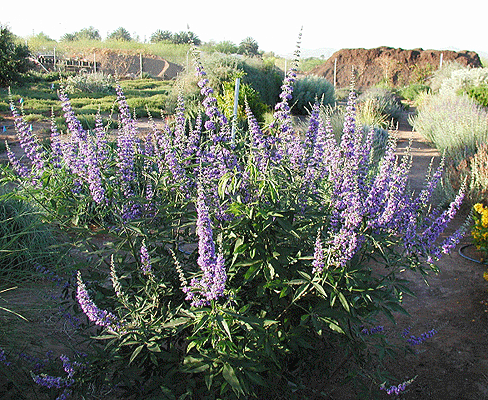 Vitex agnus castus Vitex_10