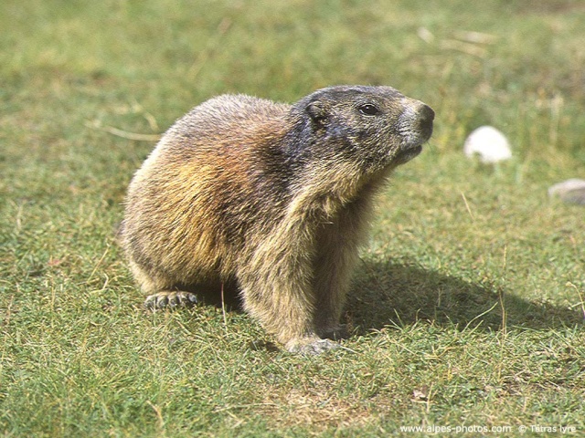 Le coin des marmottes Marmot11