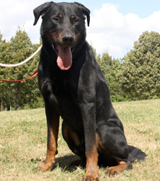 Adopté - Briggant Beauceron LOF 6ans (dept 92) Brigga10