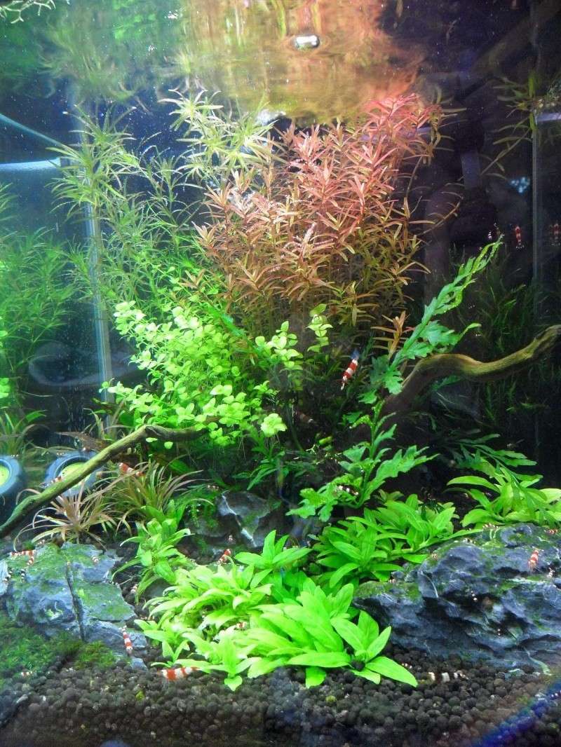 nouveau cubique pour crevettes Sam_0412
