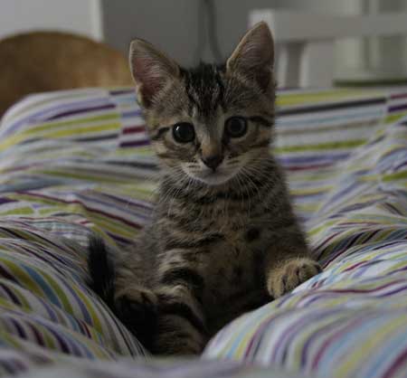 P'TI LOU, chaton mâle européen de 2 mois Ptilou10