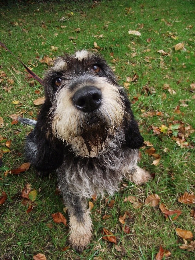 Cascogne, basset griffon bleu de Gacsogne, 5ans - Page 2 Dscf6021