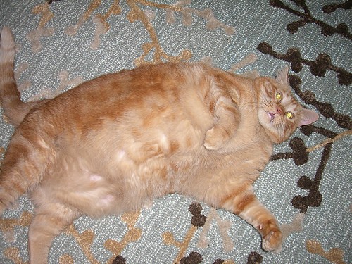 Il gatto più grasso del mondo! 16394910