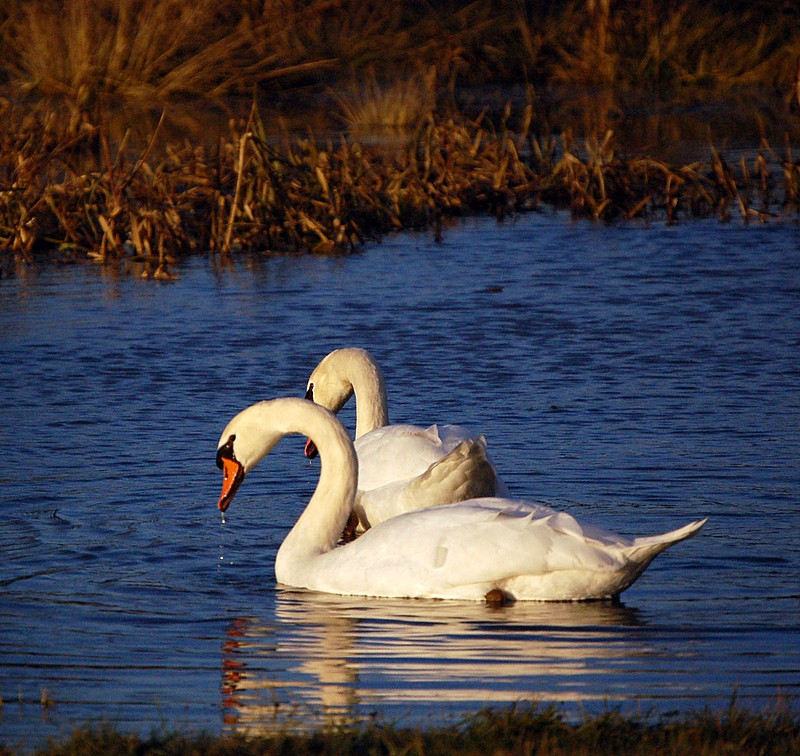 Au fil de l'eau Photo_16