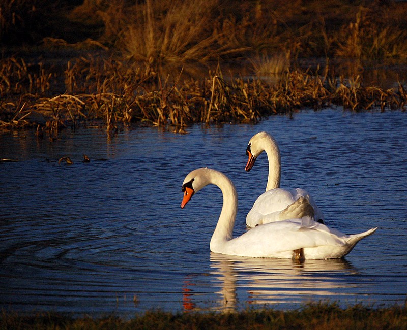 Au fil de l'eau Photo_17